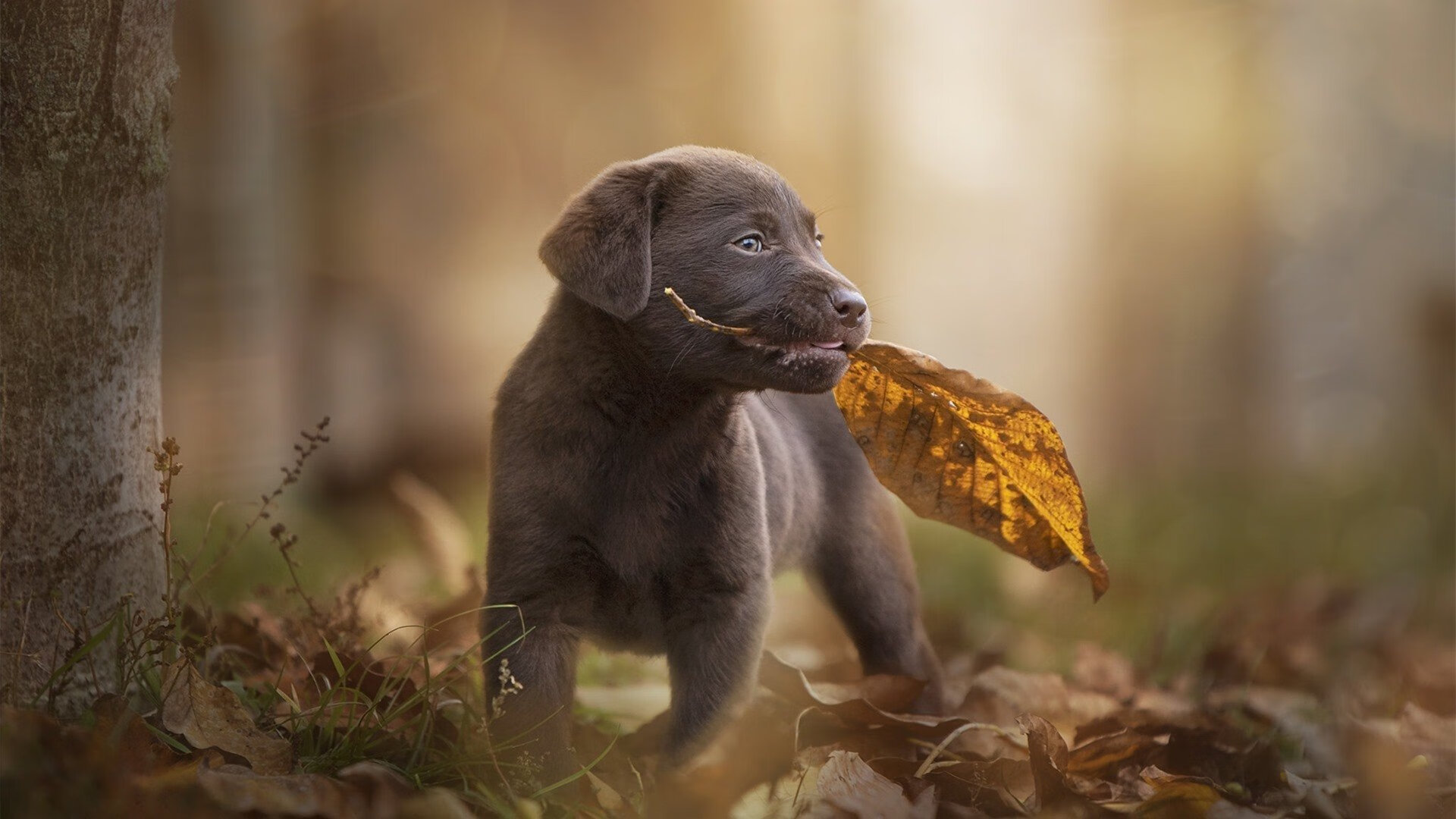 拉齐奥火力全开压制克罗地亚，新星帕尔默闪耀全场成焦点